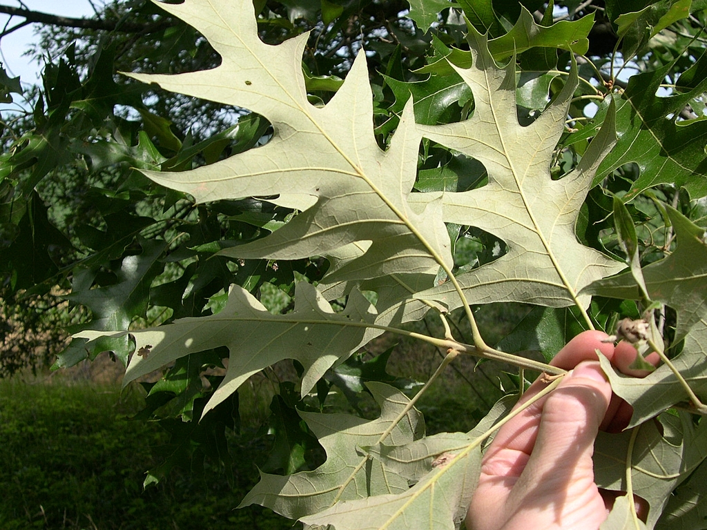Underside of leaf