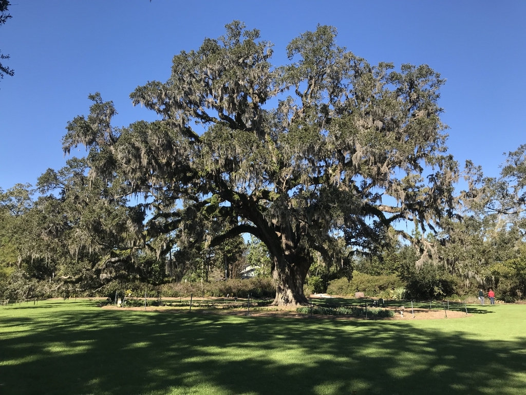 Quercus virginiana