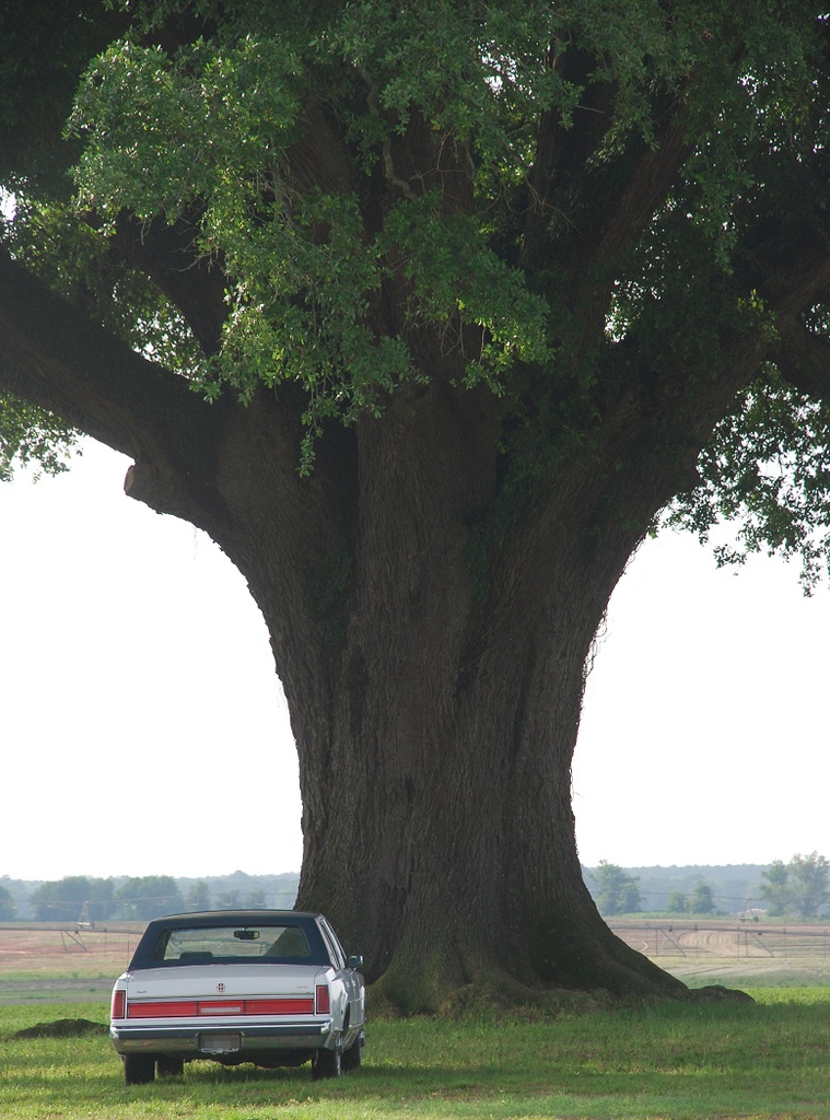 Mature trunk (Seminole County, GA)-Late Spring