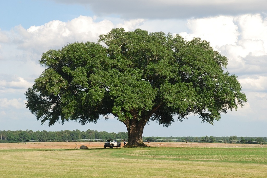 Form of mature tree (Seminole County, GA)-Late Spring
