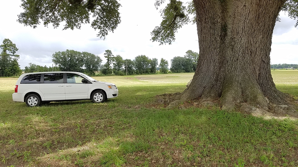 Mature trunk (Seminole County, GA)-Late Spring