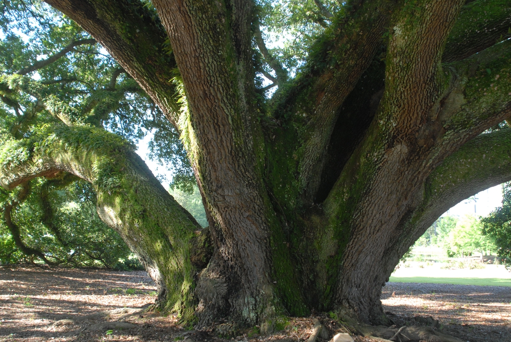 Quercus virginiana