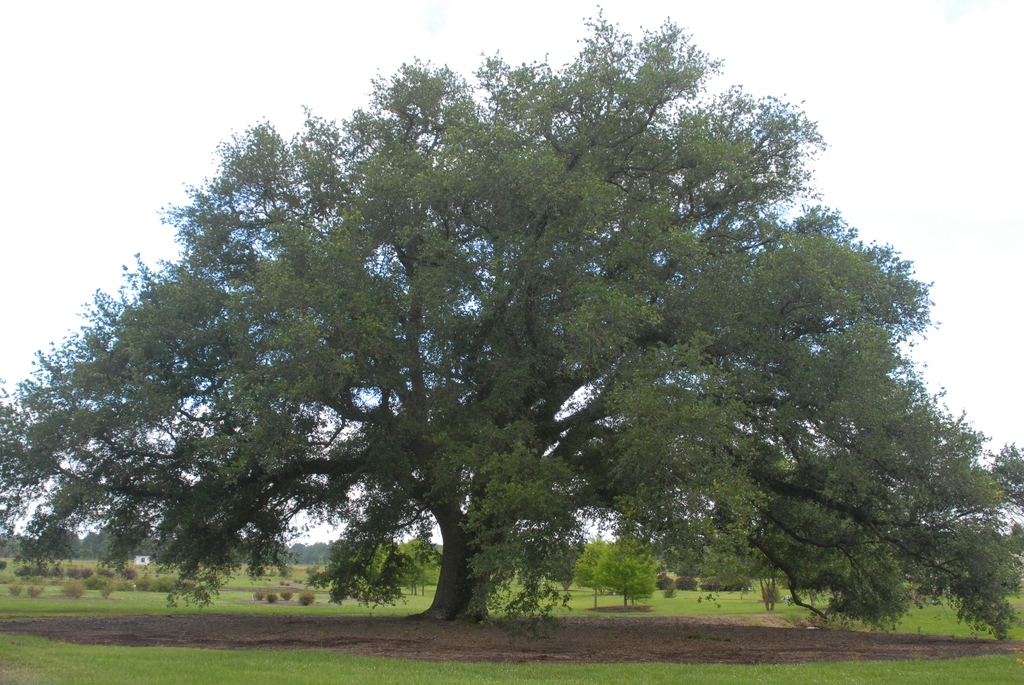 Quercus virginiana