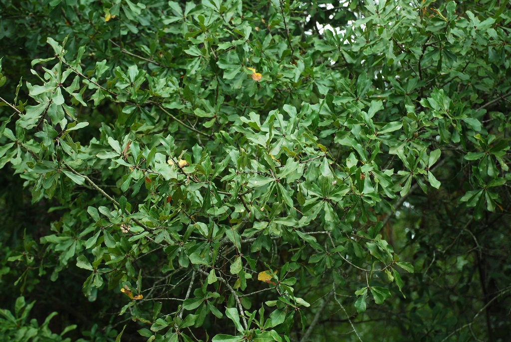 Leaves and branches