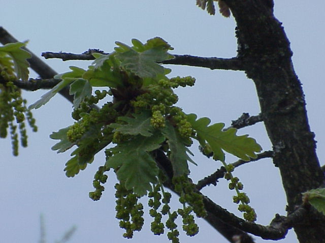Male flowers
