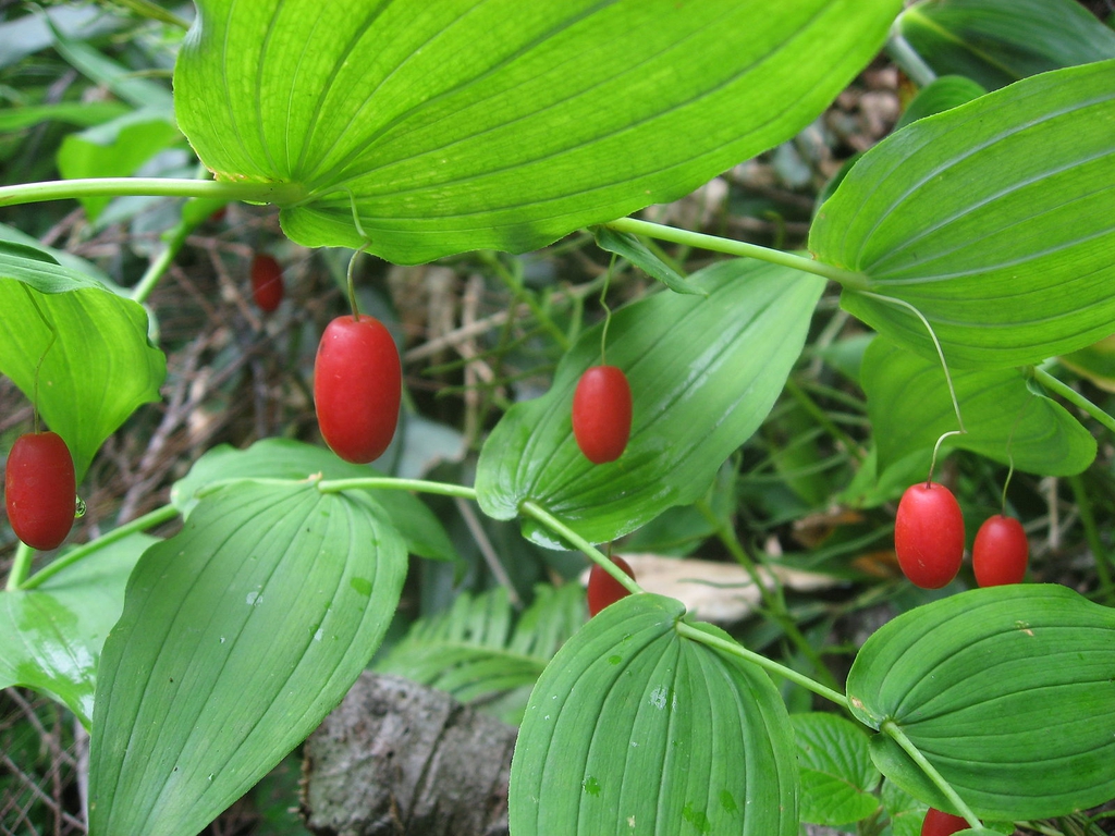 Streptopus amplexifolius