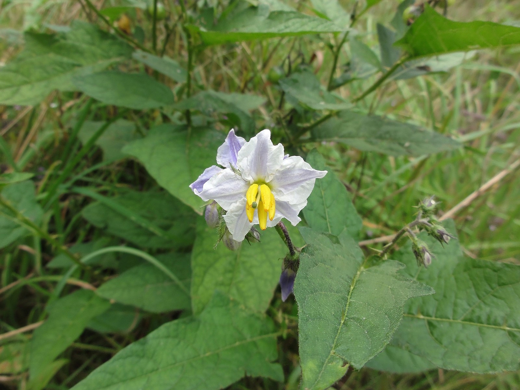 Solanum carolinense