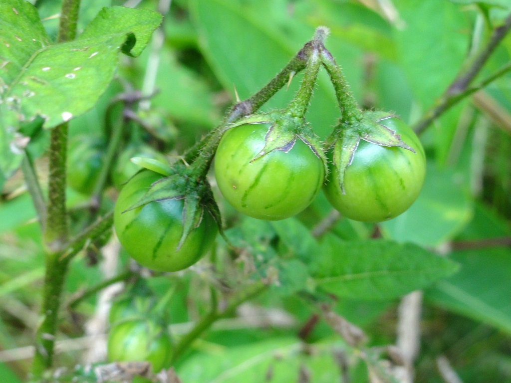 Solanum carolinense