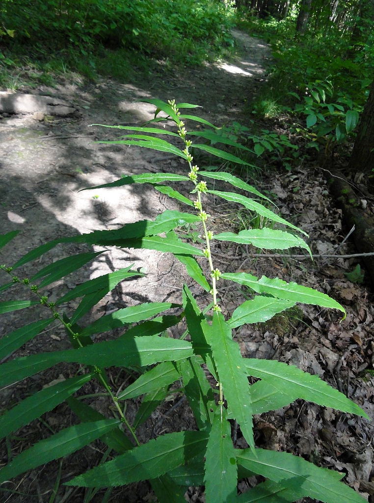 Solidago caesia