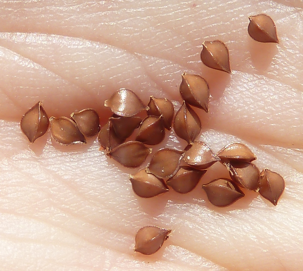 Seeds