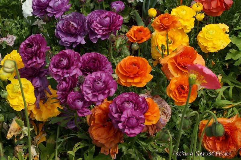 Fully double flowers in shades of purple, yellow and orange.