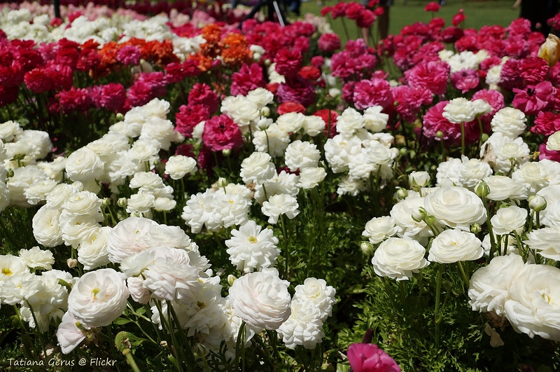 Bed of fully double flowers in shades of white, pink & orange.