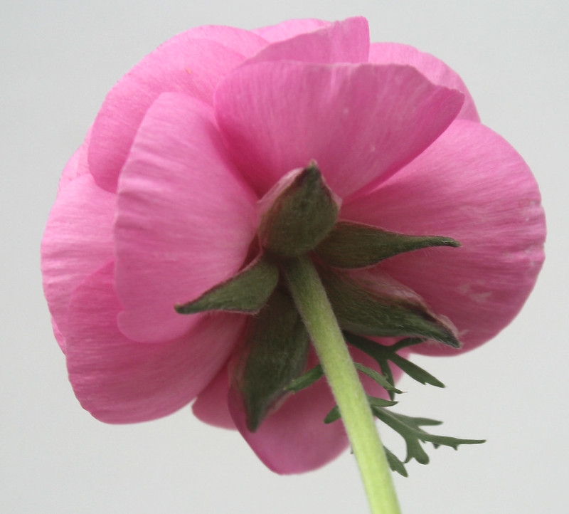 Back view of a pink, double flower showing five sepals.