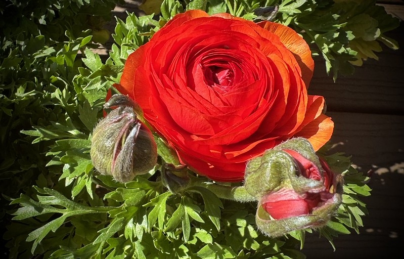 Red fully double flower and two unopened buds.