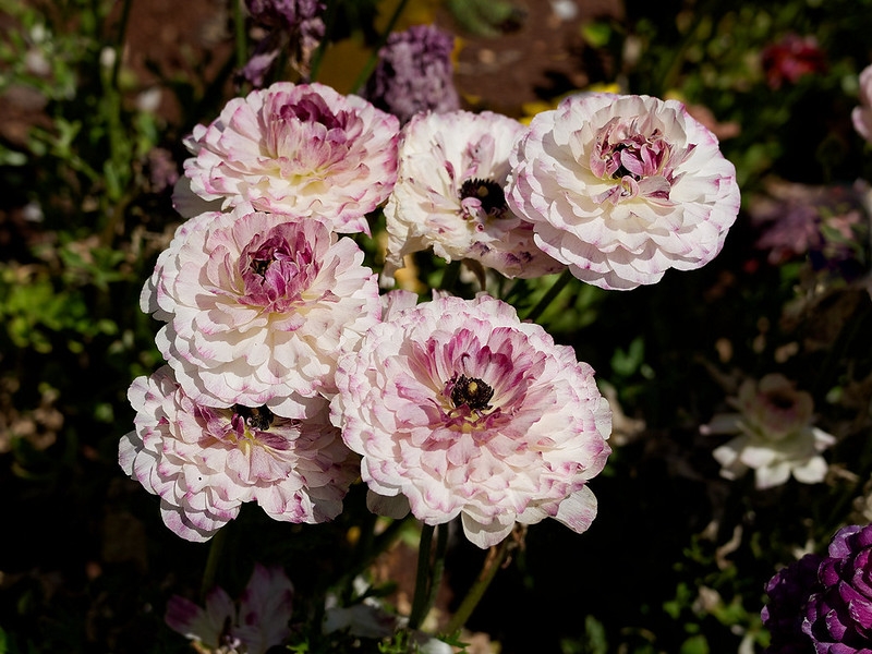 Cluster of fully double pink flowers like roses.