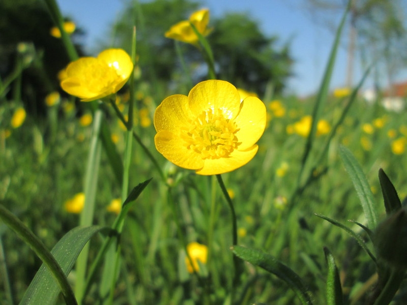Portrait of bowl-shaped yellow flowers with many stamens.