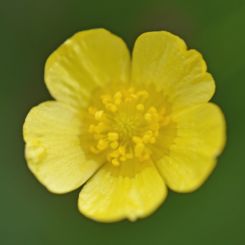 Portrait of bowl-shaped yellow flowers with many stamens.