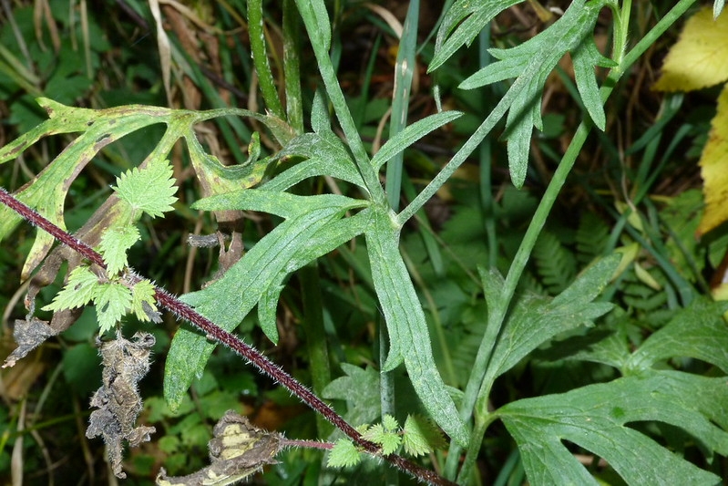Deeply lobed leaf