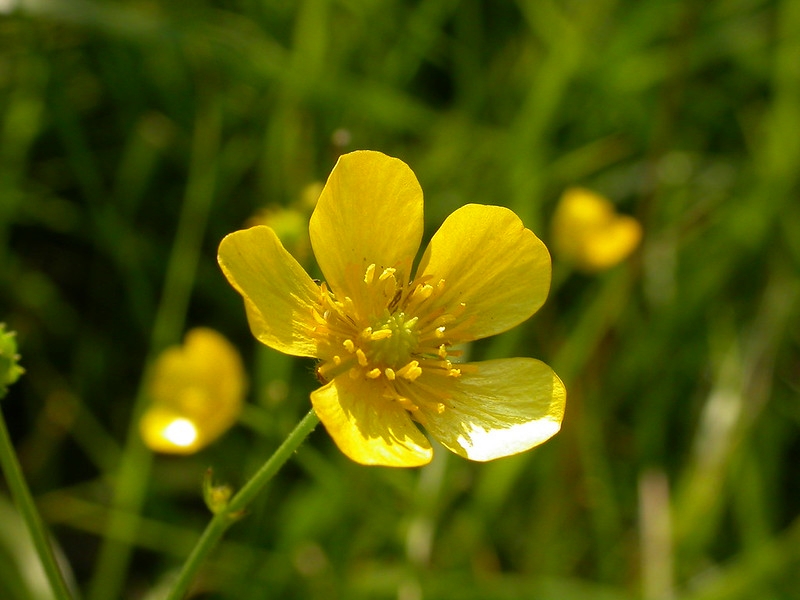 Portrait of bowl-shaped yellow flowers with many stamens.