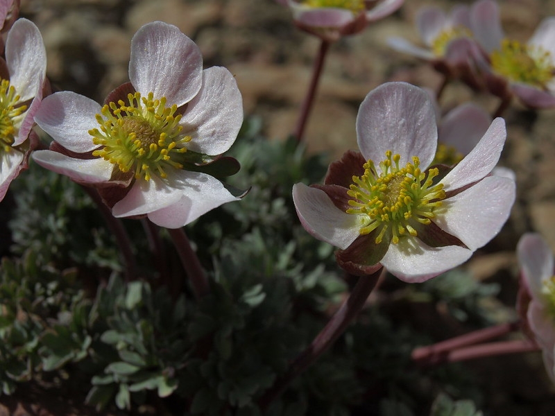 Pink buttercup flowers with many free carpels.