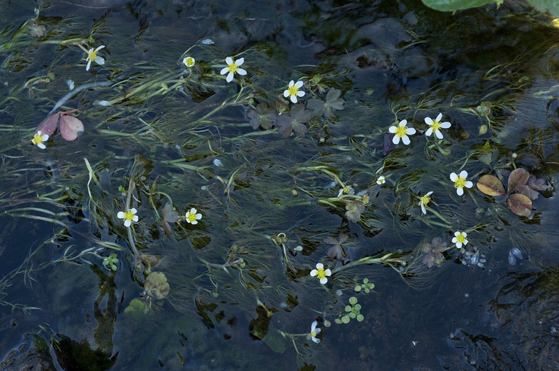 White flowers popping above the surface of water.