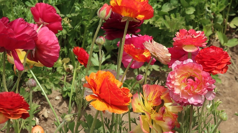 Double flowers like small roses in shades of pink and orange.