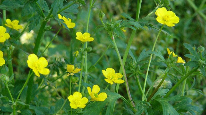 Plants in Bloom
