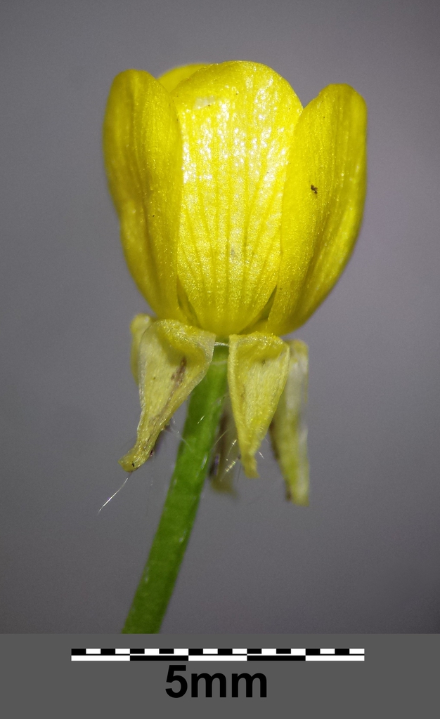 Leaves and Stem