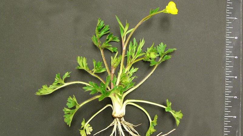 Whole Plant