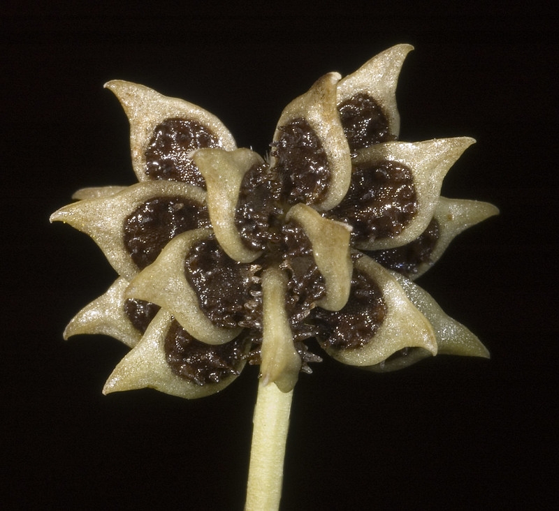 Close-up of the brown achenes from a single flower.