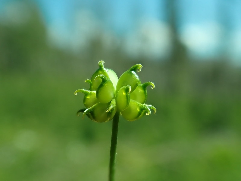 Green, unripe achenes. The old stigma makes a hook.