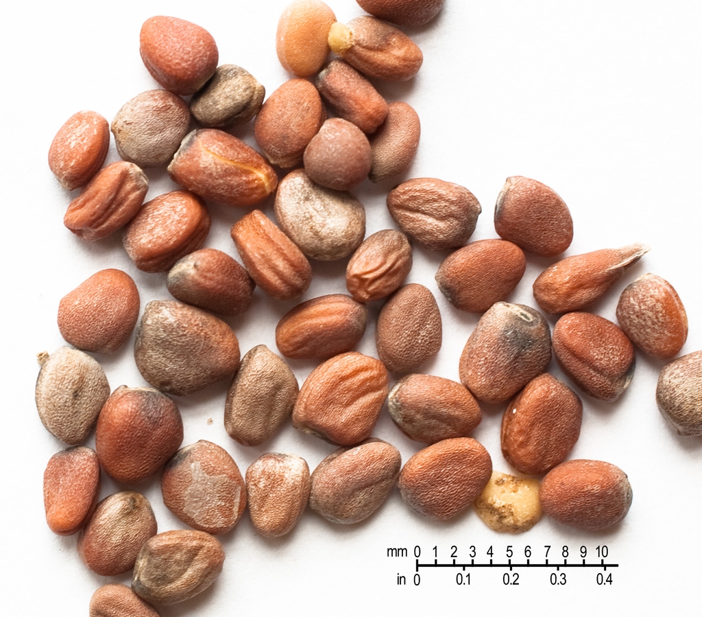 Seeds