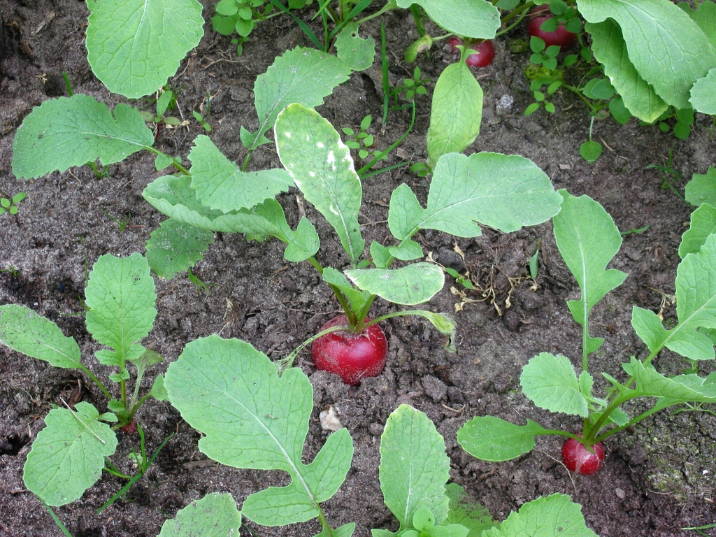 Whole plant