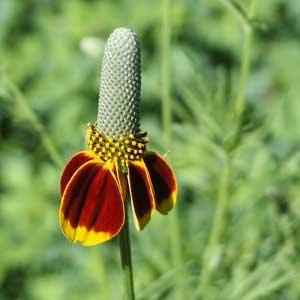 Inflorescence with red-brown ray florets & yellow disk florets.