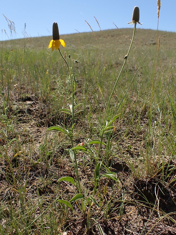 flowers growing in prairie. Inflorescence disk elongate.