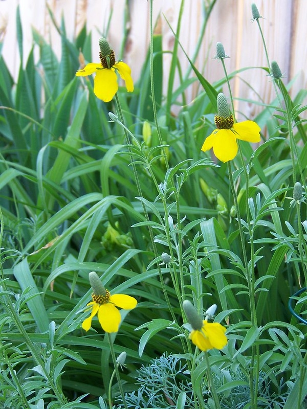 Inflorescence with yellow ray florets & dark disk florets