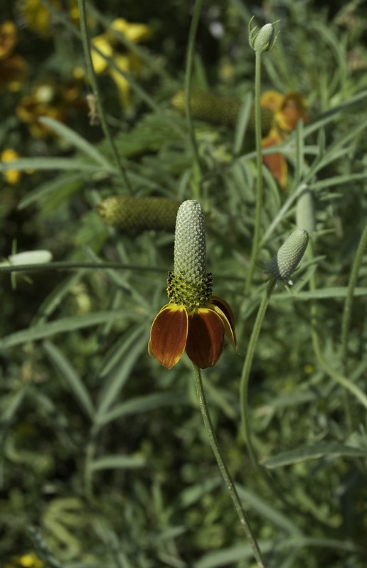 daisy-like flower with reddish "petals" and an elongate "eye"