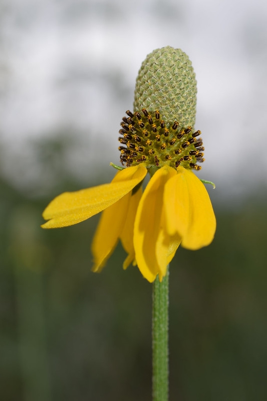 Inflorescence with yellow ray florets & yellow disk florets.