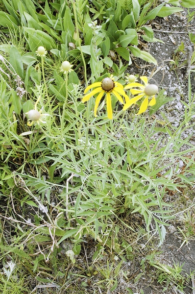 pinnate foliage and heads with yellow disk flowers.