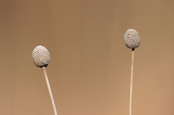 Brown, elongate spheroid heads.