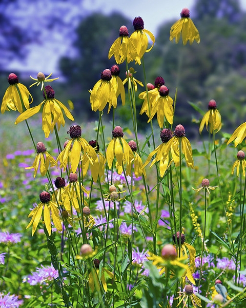 Heads with drooping ray flowers and dark disk flowers.