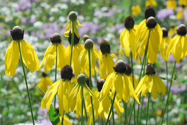 A group of heads with yellow rays and dark disk flowers.