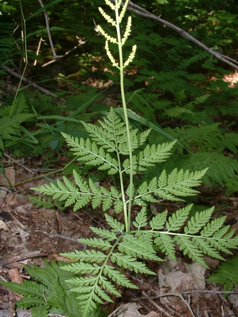 Form