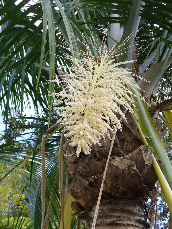 A large cluster of small, white flowers.
