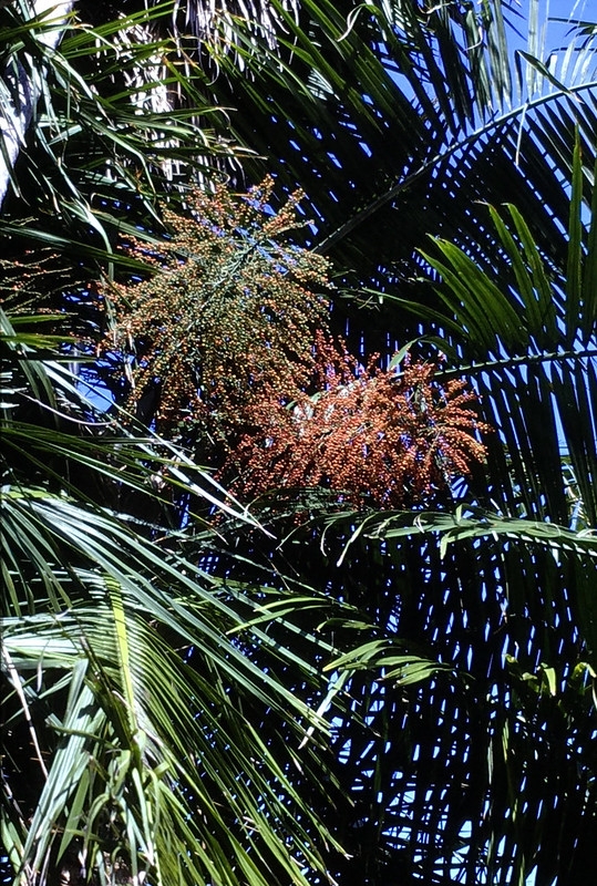 Large clusters of small red fruits