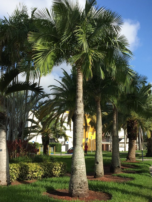 Large, thick-trunked palm with pinnate leaves.