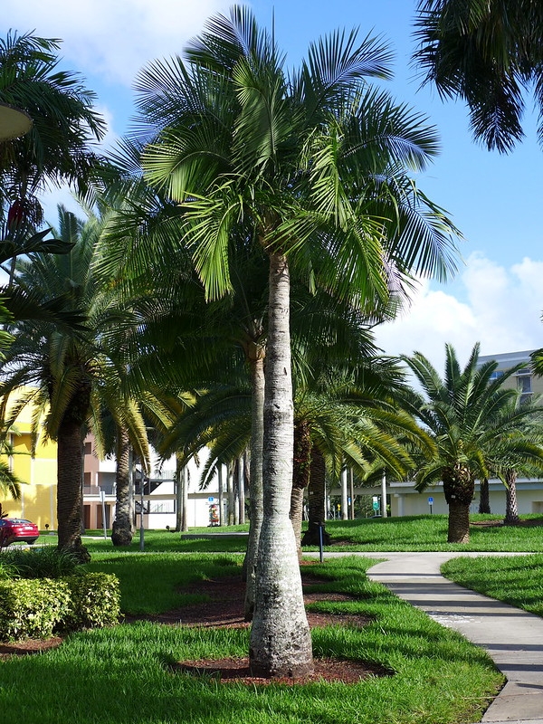 Solitary, thick-trunk palm with pinnate leaves.