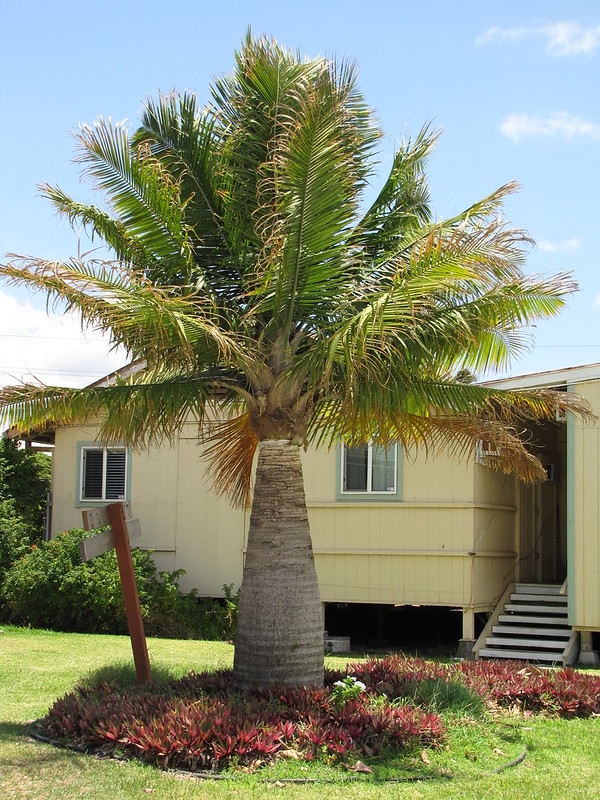 Solitary, thick-trunk palm with pinnate leaves.