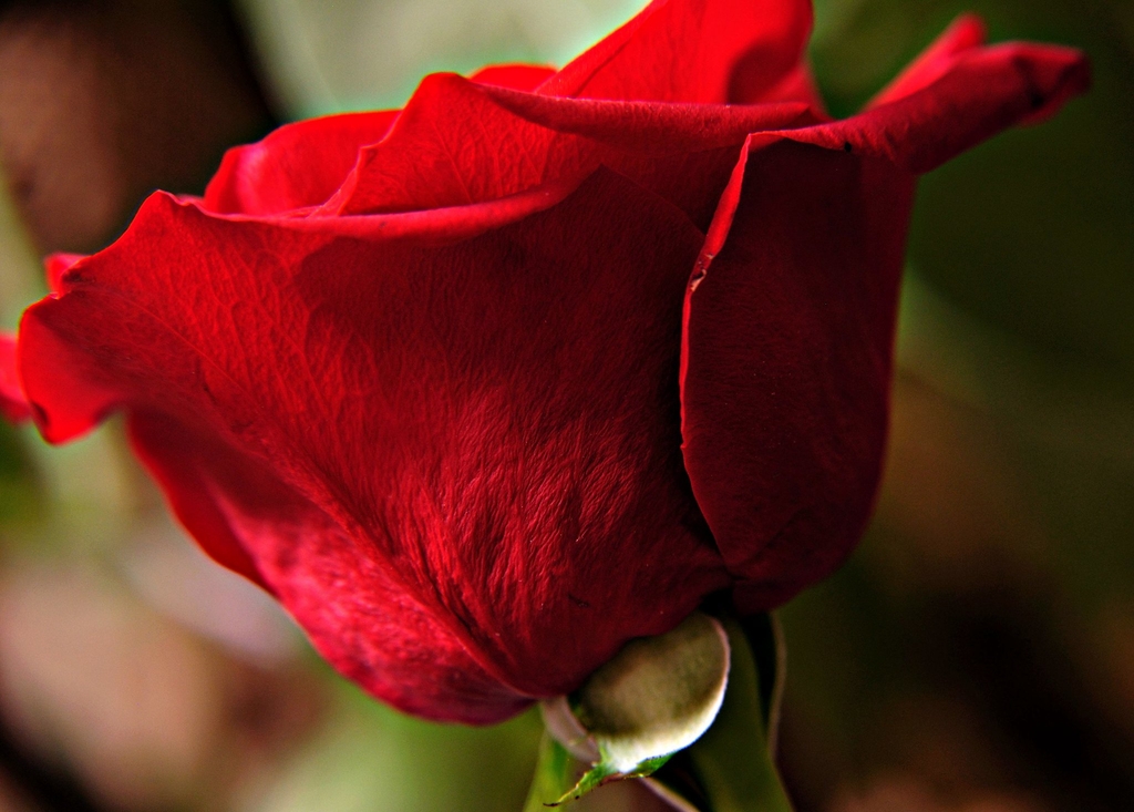 Red simplicity side view of flower