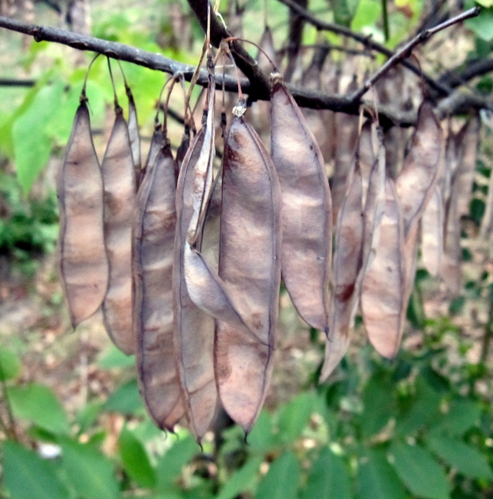 Group of dangling, dried bean pods